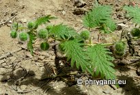 Urtica pilulifera L.