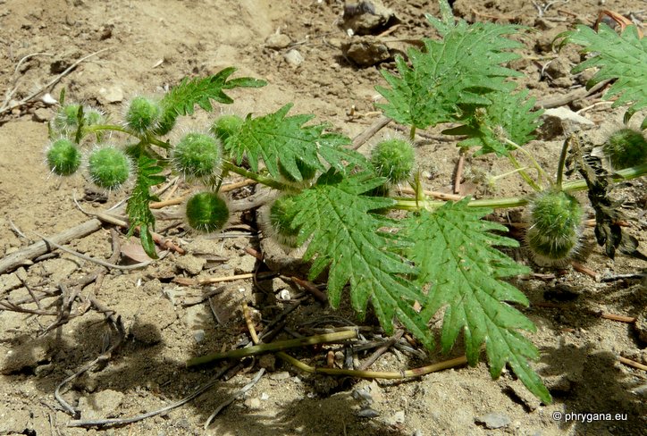 Urtica pilulifera L.