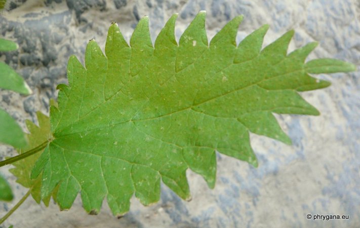 Urtica pilulifera L.