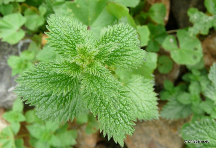 Urtica urens L.