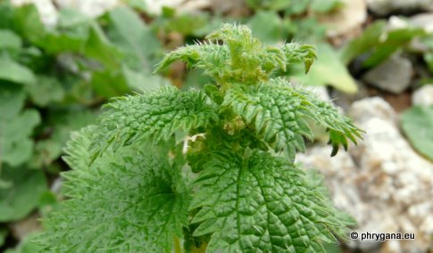 Urtica urens L.