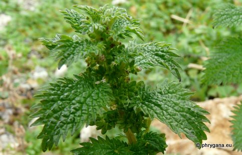 Urtica urens L.