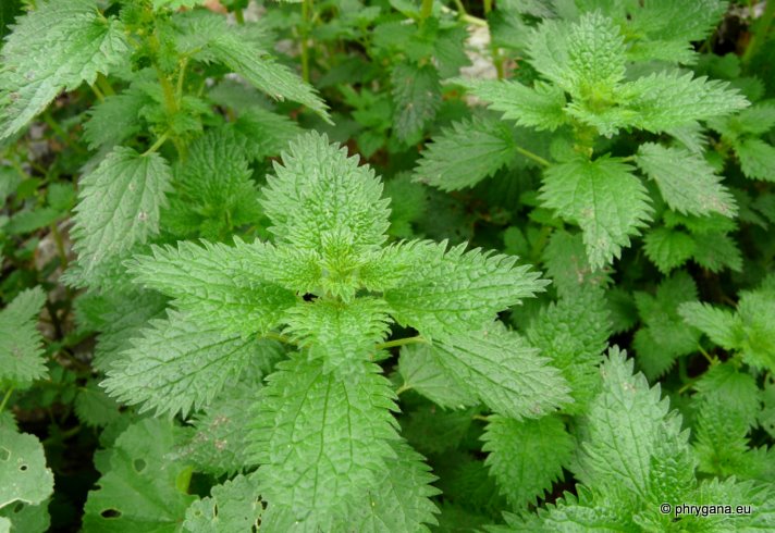 Urtica urens L.