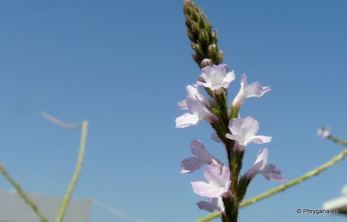 Verbena officinalis L.