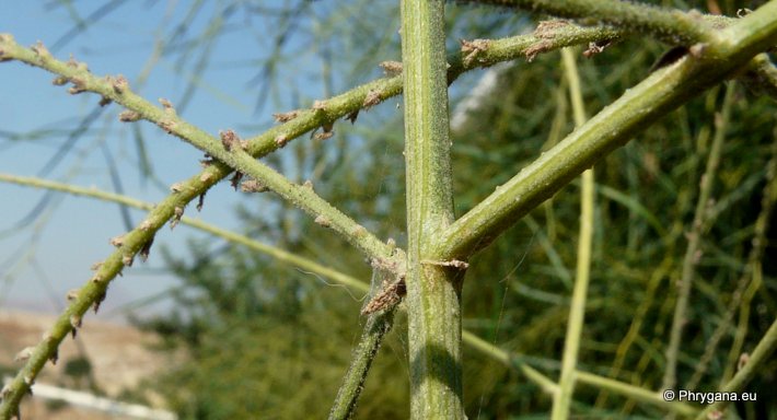 Verbena officinalis L.