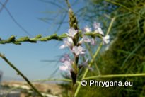 Verbena officinalis L.