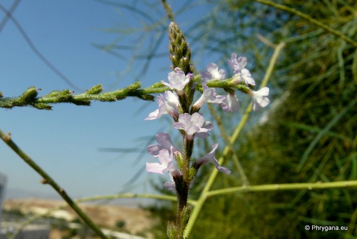 Verbena officinalis L.