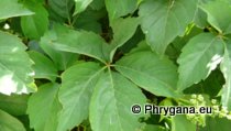 Parthenocissus quinquefolia (L.) PLANCH.