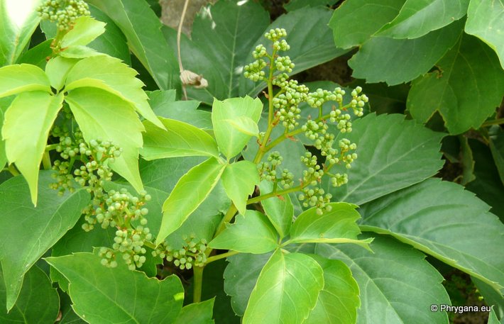 Parthenocissus quinquefolia (L.) PLANCH.