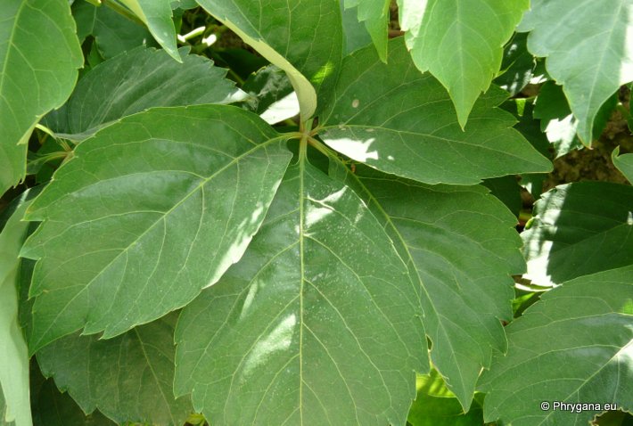 Parthenocissus quinquefolia (L.) PLANCH.