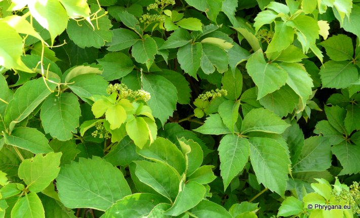 Parthenocissus quinquefolia (L.) PLANCH.