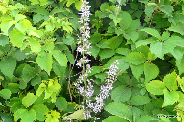 Parthenocissus quinquefolia (L.) PLANCH.