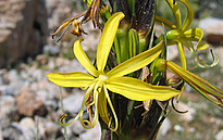 Asphodeline lutea (L.) RCHB.