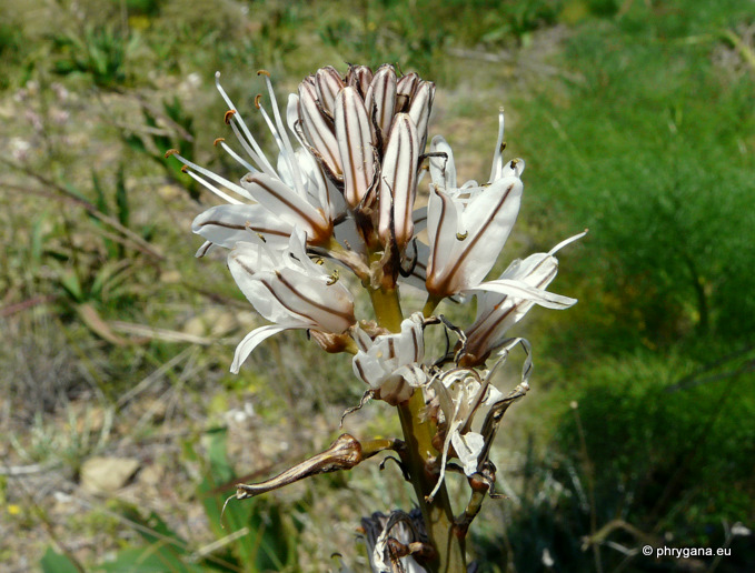 Asphodelus ramosus L.