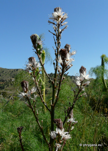 Asphodelus ramosus L.