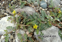 Tribulus terrestris L.