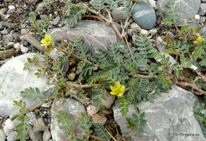 Tribulus terrestris L.