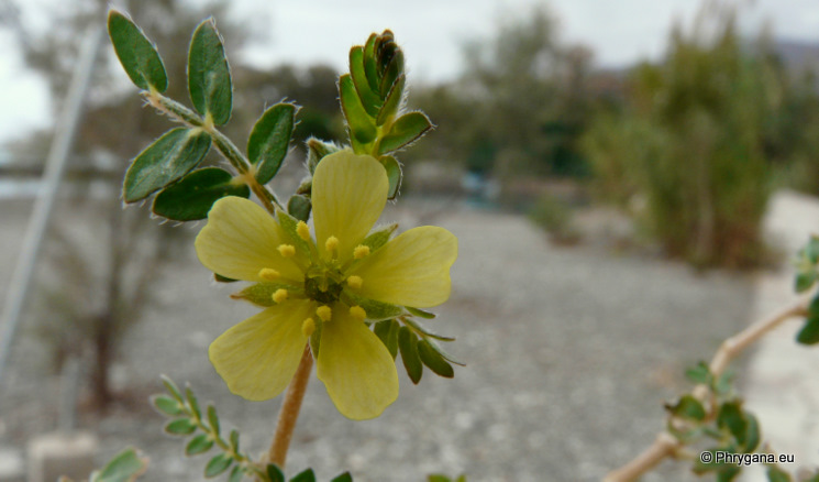 Tribulus terrestris L.