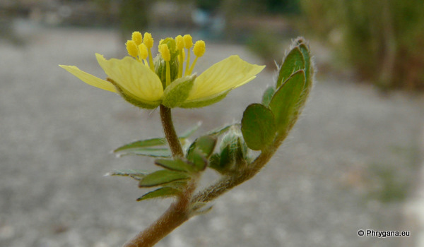 Tribulus terrestris L.