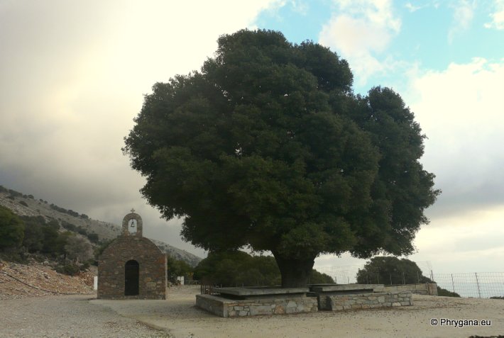 Lochria: la petite église Agia Marina et le chêne kermes (Quercus coccifera)