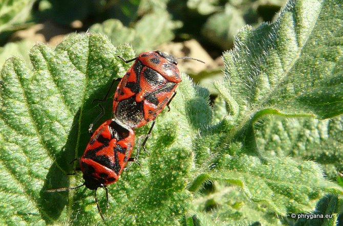 Eurydema  (Eurydema) ornata (Linnaeus 1758)