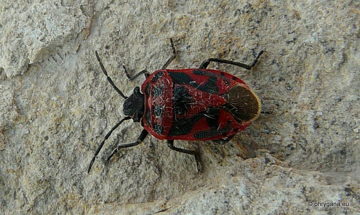 Eurydema  (Eurydema) ornata (Linnaeus 1758)