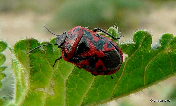 Eurydema  (Eurydema) ornata (Linnaeus 1758)