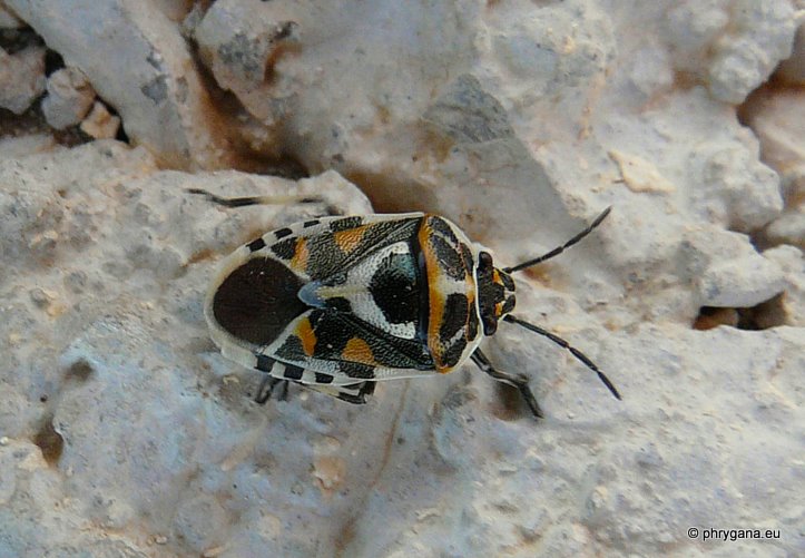 Eurydema  (Eurydema) ornata (Linnaeus 1758)