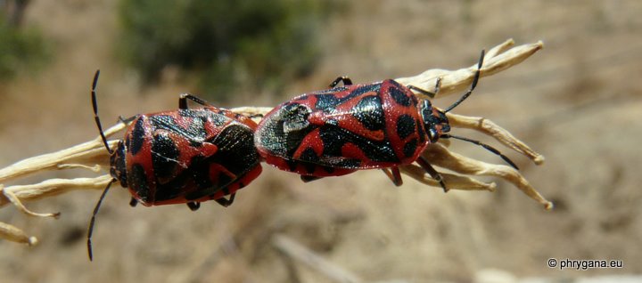 Eurydema  (Eurydema) ornata (Linnaeus 1758)