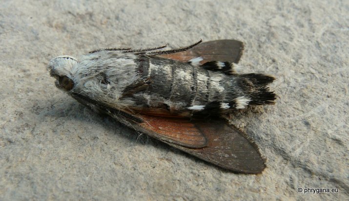 Macroglossum stellaratum (Linnaeus 1758)