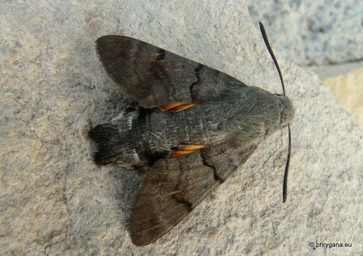 Macroglossum stellaratum (Linnaeus 1758)