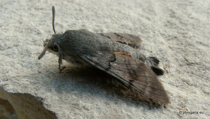 Macroglossum stellaratum (Linnaeus 1758)