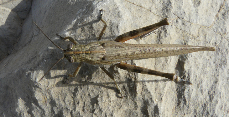 Anacridium aegyptium (Linnaeus 1764)