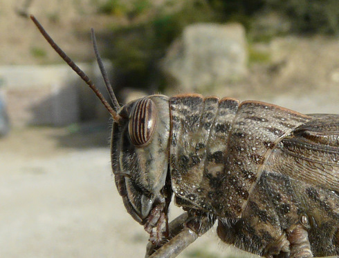 Anacridium aegyptium (Linnaeus 1764)