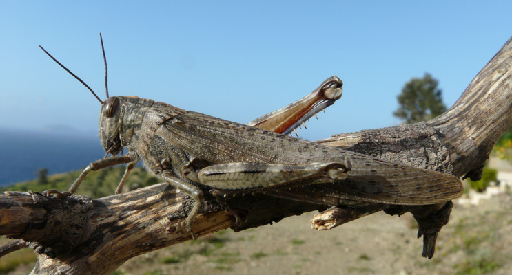 Anacridium aegyptium (Linnaeus 1764)