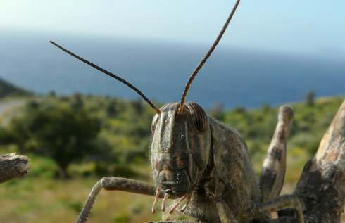 Anacridium aegyptium (Linnaeus 1764)
