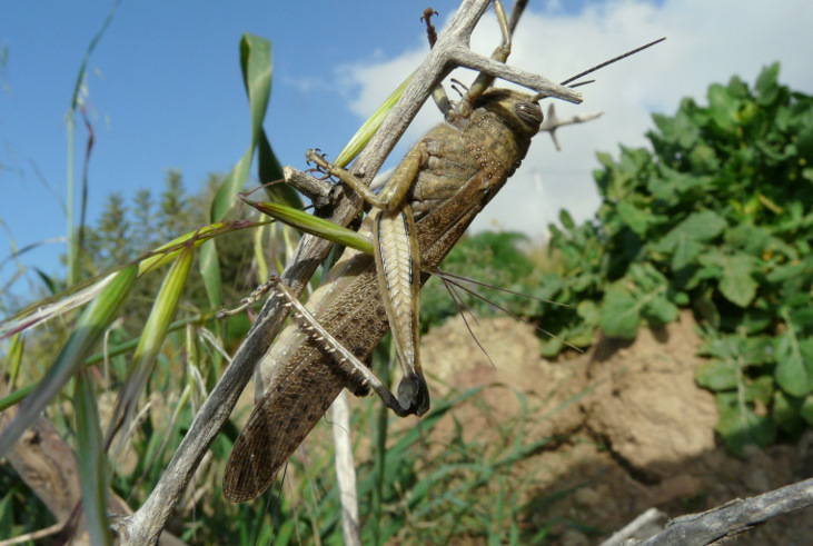 Anacridium aegyptium (Linnaeus 1764)