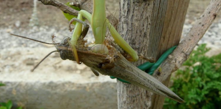 Mantis religiosa (Linnaeus 1758) dévorant Anacridium aegyptium (Linnaeus 1764) 