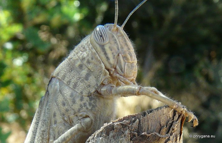 Anacridium aegyptium (Linnaeus 1764)