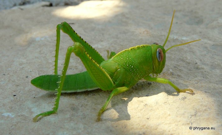 Anacridium aegyptium (Linnaeus 1764)