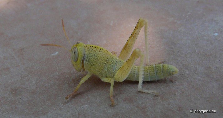 Anacridium aegyptium (Linnaeus 1764)