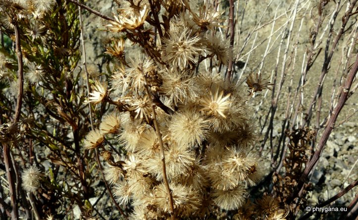 Dittrichia viscosa (L.) GREUTER subsp. angustifolia (BÉG.) GREUTER