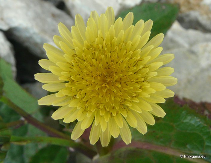 Sonchus oleraceus L.