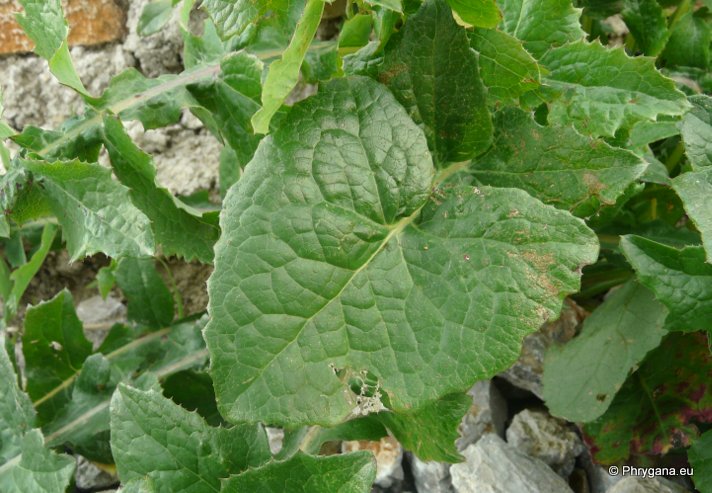Sonchus oleraceus L.