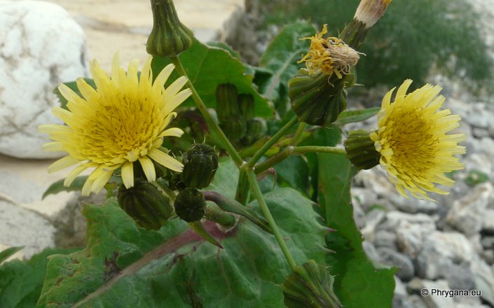 Sonchus oleraceus L.