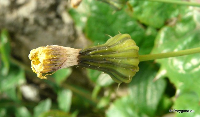 Sonchus oleraceus L.