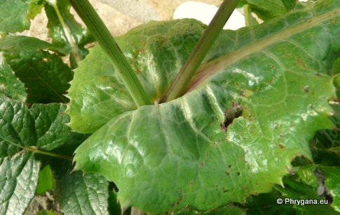 Sonchus oleraceus L.