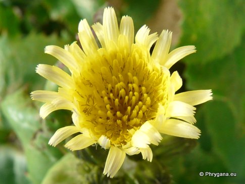 Sonchus oleraceus L.
