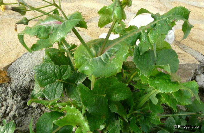 Sonchus oleraceus L.