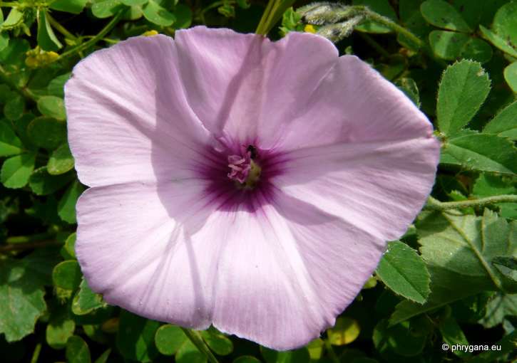 Convolvulus althaeoides L.